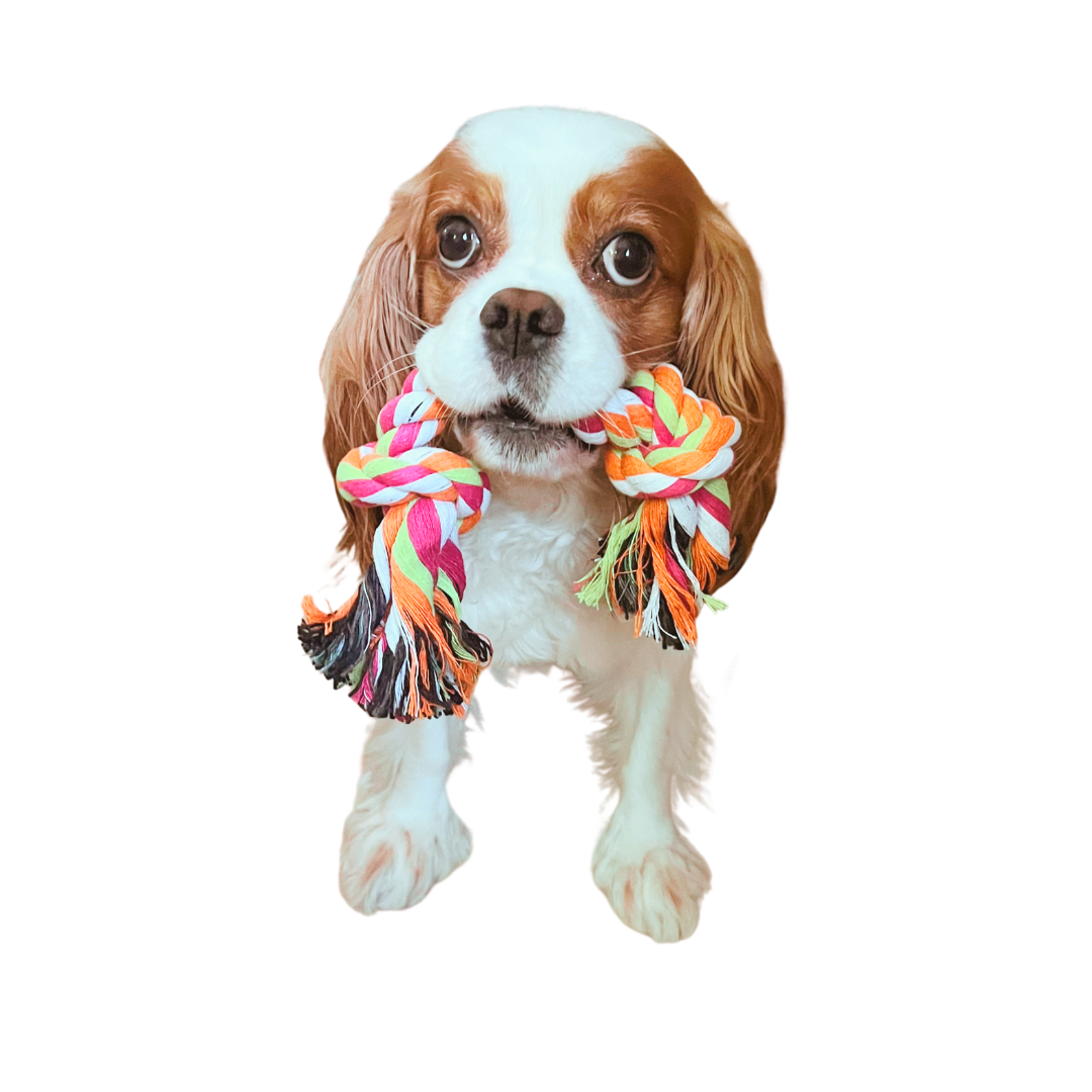 dog chew