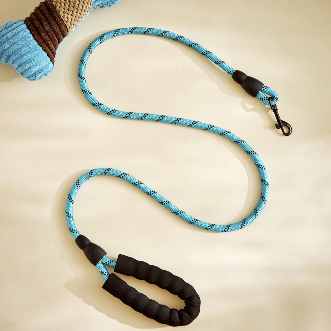 cute dog collar