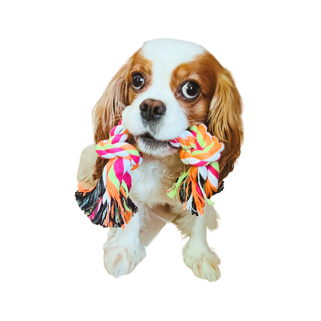 pineapple dog toy