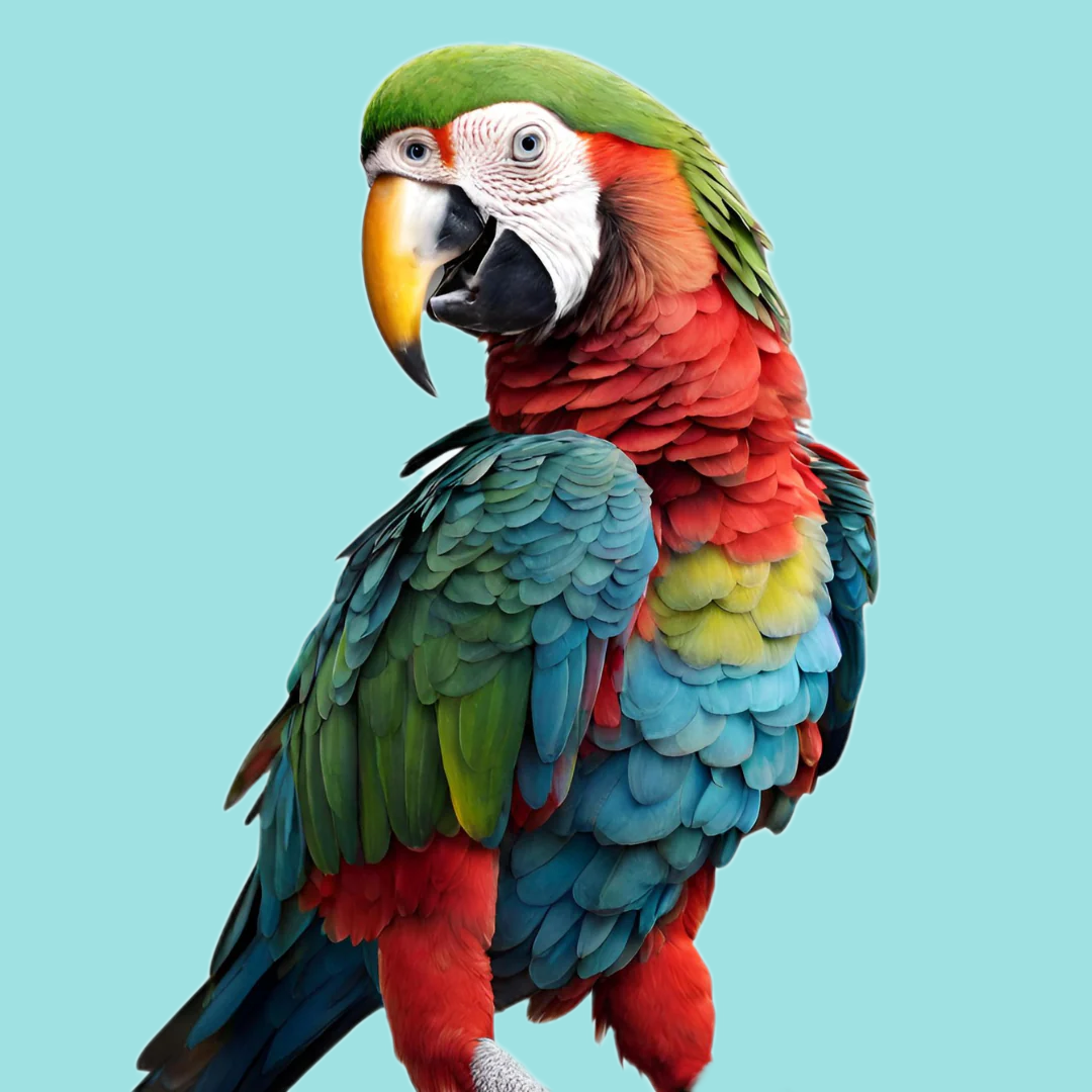 Birds
