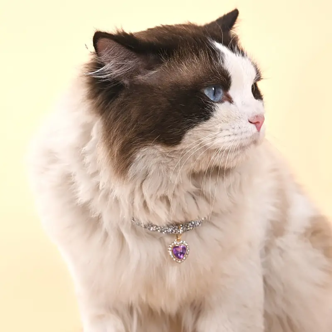 small dog collar