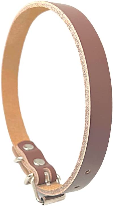 Best Pet Collars