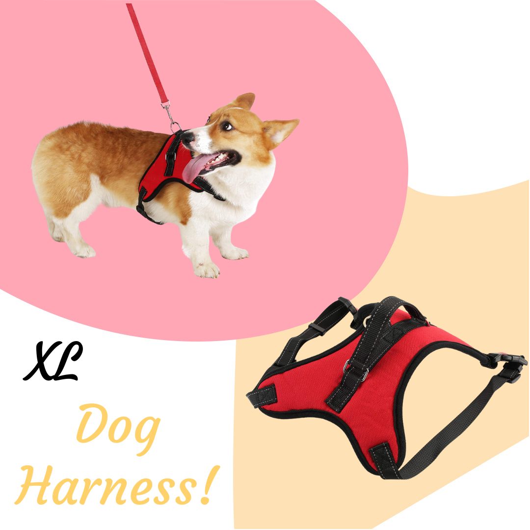 soft dog collar