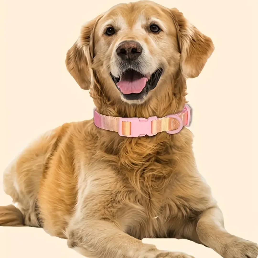 dog collars for medium dogs