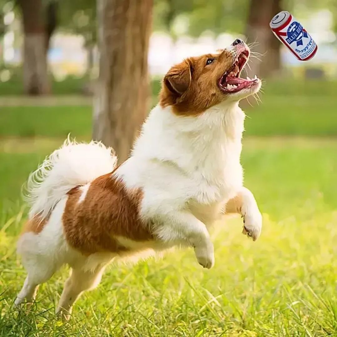 squeaky dog toys