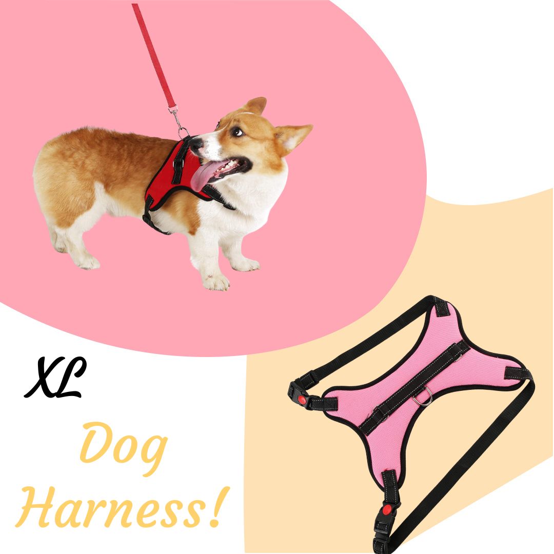 soft dog collar