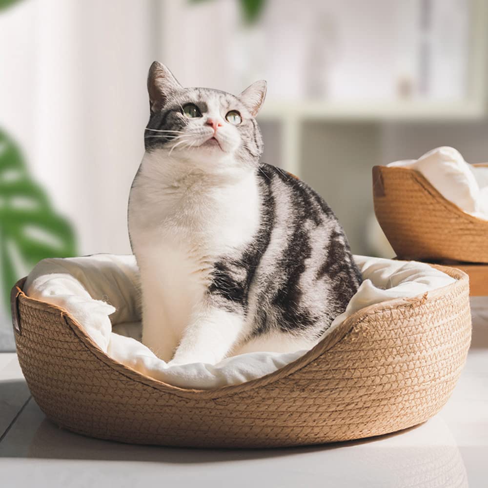 cat toys