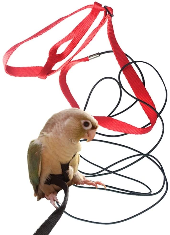 parrot toys
