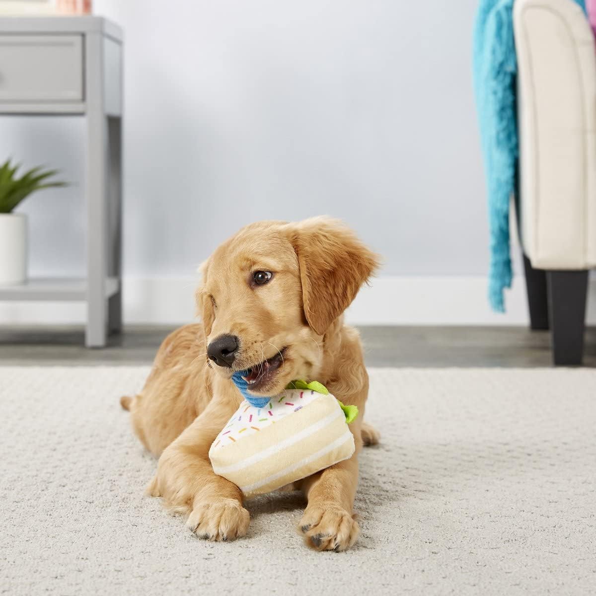 dog chew toy