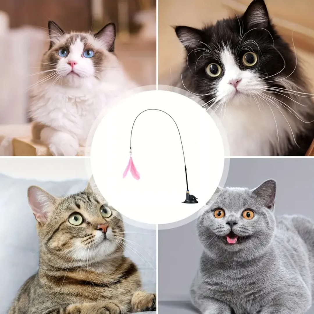 cat toys interactive