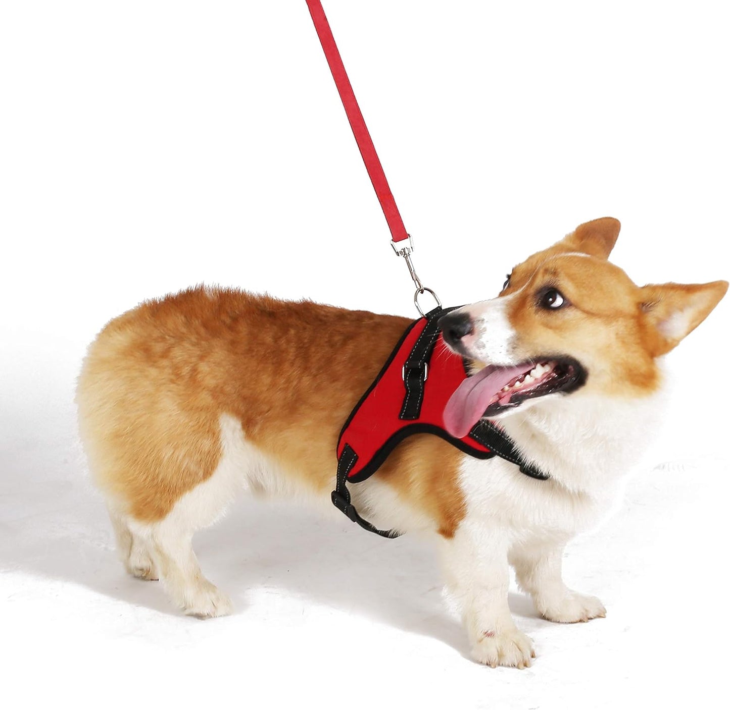 pet collar