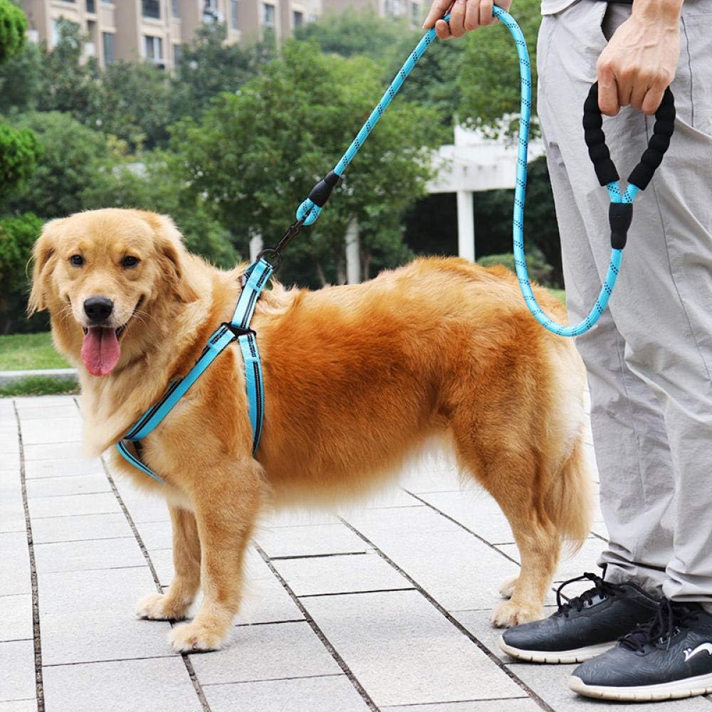 dog collar large