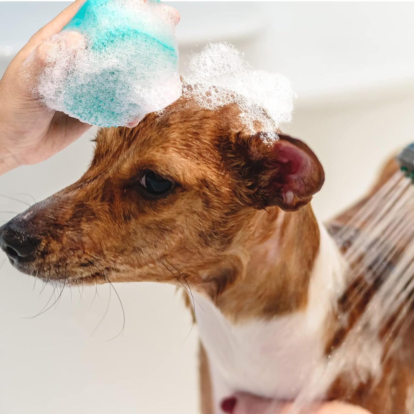 short hair dog brush