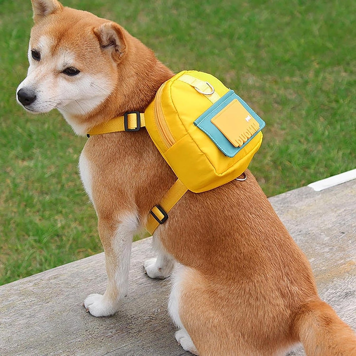 backpack with leash
