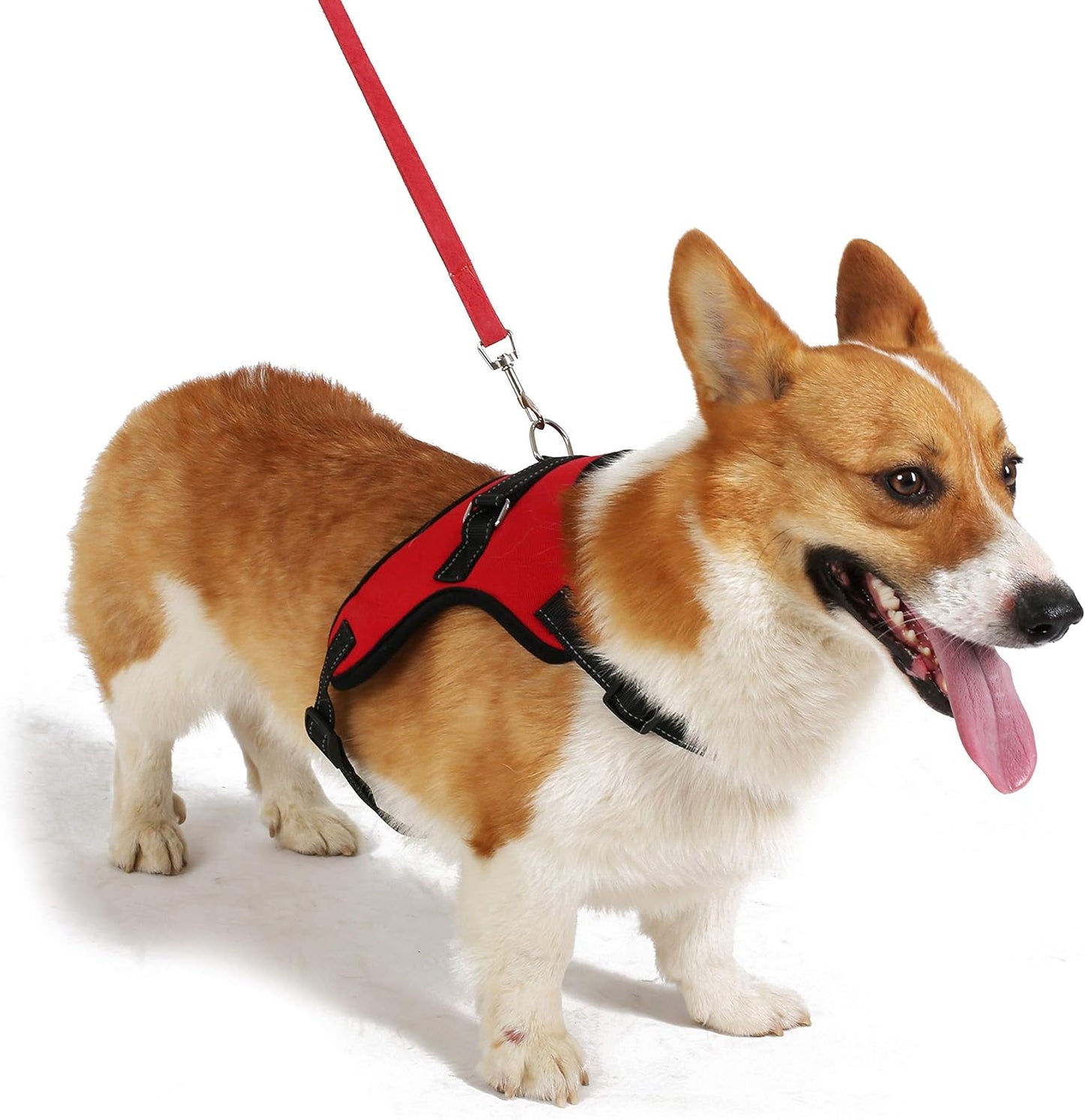 comfortable dog collar