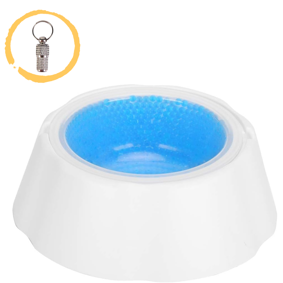 Dog Bowl