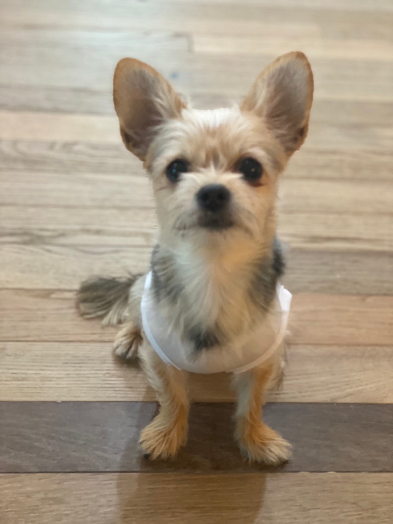 Dog Outfit for Pets